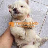 Tặng các bé
