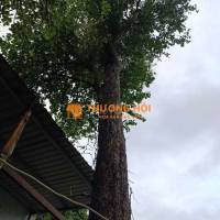 Cho tặng cây lòng mức lâu năm cho ai cần