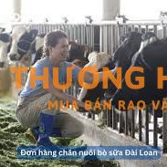 Đơn hàng chăn nuôi bò sữa tại Đài Loan cần 2 nữ
