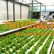 Đơn hàng nông nghiệp Đài Loan lấy nam tuổi cao