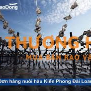XKLD Đài Loan đơn hàng nuôi hàu