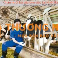 Cần 2 nữ tham gia đơn hàng chăn nuôi bò sữa Nhật Bản