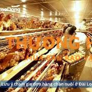 Đơn hàng chăn nuôi gà xkld Đài Loan cần 2 nam