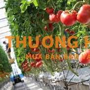 XKLD Nhật Bản đơn hàng trồng cà chua nhà kính