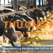 CẦN GẤP 2 NAM +5 NỮ LÀM TRANG TRẠI BÒ SỮA TẠI ĐÀI LOAN