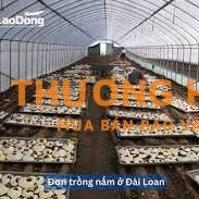 Đơn hàng trồng nấm tại Đài Loan