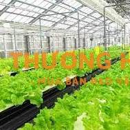 Đơn hàng nông nghiệp xkld Đài Loan cần 2 nữ