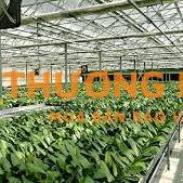 Cần 8 nam nữ đi xkld Đài Loan đơn hàng nông nghiệp