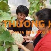 XKLD Nhật Bản đơn hàng nông nghiệp cần 2 cặp vợ chồng