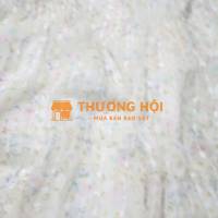 đầm đi biển Colus