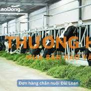 Cần 3 nam nữ làm chăn nuôi bò sữa xkld Đài Loan