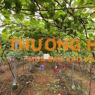 1 người làm vườn tại hàm thuận nam, bình thuận