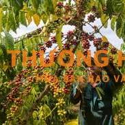 Cần tìm người hái khoán cafe