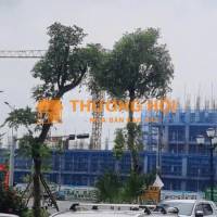 Chính chủ bán đất Cự Khê Thanh Oai, ngay khu đô thị Thanh Hà, 81m2. Giá 10 tỷ
