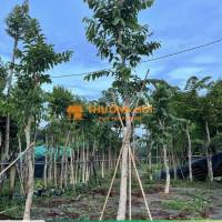 CUNG CẤP VÀ THI CÔNG CẢNH QUAN CÔNG TRÌNH | CẢNH QUAN ĐẠI PHÁT
