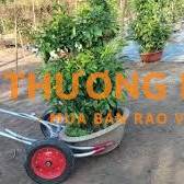 Cần 2 bạn phụ chuyển chậu mai lên xe