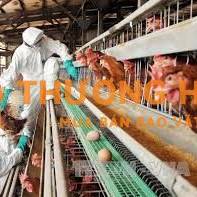 Đơn hàng chăn nuôi gà xkld Nhật Bản cần 3 nam