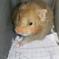 cho hamter đuôi dài tui nhặt đc