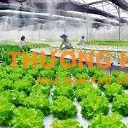 Nhân viên sản xuất rau sạch