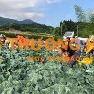 Đơn hàng nông nghiệp xkld Đài Loan