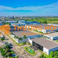 Chăm sóc cây xanh 2025 – Khu công nghiệp Amata, Biên Hòa, Đồng Nai