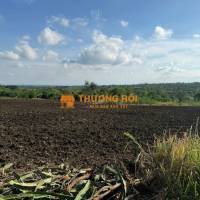 Gần 9300m2 đất full hồng có thể lên thổ cư được chất đất màu mỡ trồng được các loại cây phù hợp