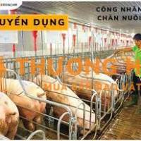 TUYỂN CÔNG NHÂN NUÔI HEO