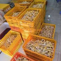 Tuyển ship ca đêm giao gà Sài Gòn