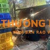 cần 1 nam căt gà quay lông