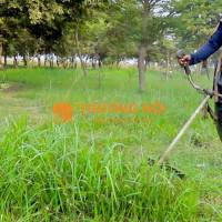 DỊCH VỤ CẮT CỎ KHU CÔNG NGHIỆP AMATA – DUY TRÌ MẢNG XANH CHO KHÔNG GIAN SẢN XUẤT HIỆN ĐẠI