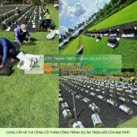 Báo Giá Thi Công Cây Xanh Công Trình Dự Án 2025: Chất Lượng, Tối Ưu Chi Phí