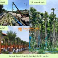 cung cấp cây xanh công trình sỉ giá rẻ đồng nai tphcm DPL