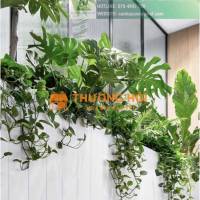 Chăm Sóc và Bảo Dưỡng Cây Xanh Văn Phòng Định Kỳ DPL