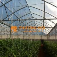 Bán màng nhà kính Politiv nhập khẩu nguyên cuộn từ Israel