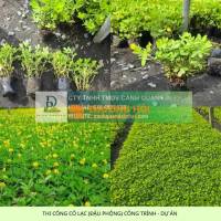 Thi Công Cỏ Nhung Và Cỏ Lá Gừng Cho Công Trình DPL