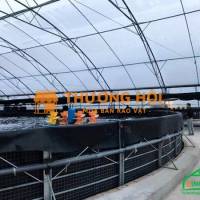 Nhà màng kính Israel  - xu hướng nuôi tôm trong nhà màng làm giàu cho bà con