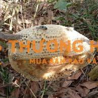 Tuyển cộng tác viên bán mật ong