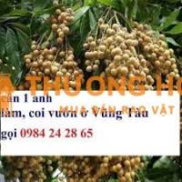 Cần một người trông coi vườn tại Vũng tàu