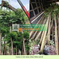 THANH LÝ CÂY XANH CÔNG TRÌNH GIÁ RẺ TẠI ĐỒNG NAI