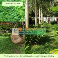 Thi công cây xanh – thảm cỏ công trình tại Đồng Nai, Bình Dương, TPHCM, Vũng Tàu,...