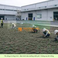 Trồng Cỏ Lá Gừng Giá Rẻ Đồng Nai TP.HCM