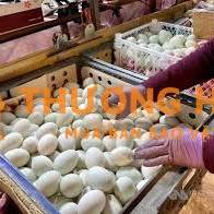 Cần 2 nữ đơn hàng chăn nuôi xkld Đài Loan