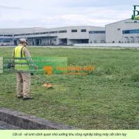 Thi công cỏ lá gừng giá rẻ nhà máy, công ty Đồng Nai