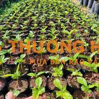 Cty Vườm Ươm Bích Câu tuyển 2 nam LĐPT