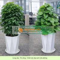 Thiết kế Thi công Chăm sóc cây xanh văn phòng tại Đồng Nai