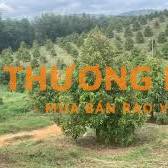 TUYỂN LĐPT LÀM VƯỜN TẠI ĐĂK NÔNG