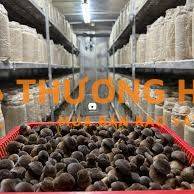 Nhân viên chăm sóc & thu hoạch nấm