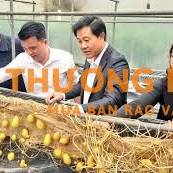 [Lương Ngày] Nhân viên lựa và đóng hộp khoai tây