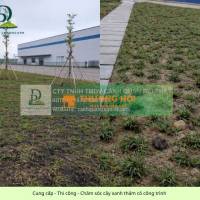 CUNG CẤP CÂY XANH – THẢM CỎ GIÁ SỈ TẠI VƯỜN | PHỤC VỤ ĐỒNG NAI – TP.HCM – BÌNH DƯƠNG – LONG AN – TÂY NINH – BÀ RỊA VŨNG TÀU