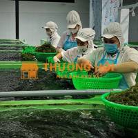 Công nhân đóng gói thực phẩm khô